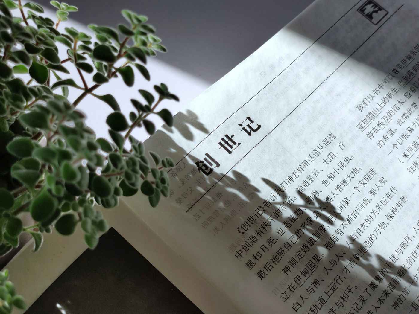 绿植影子落在摊开的书本上，安静阅读的画面